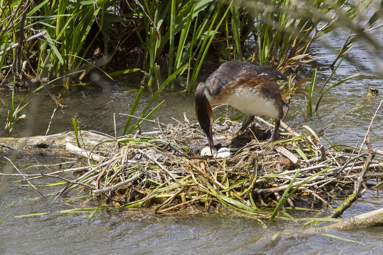 brood care great crested grebe nest free photo