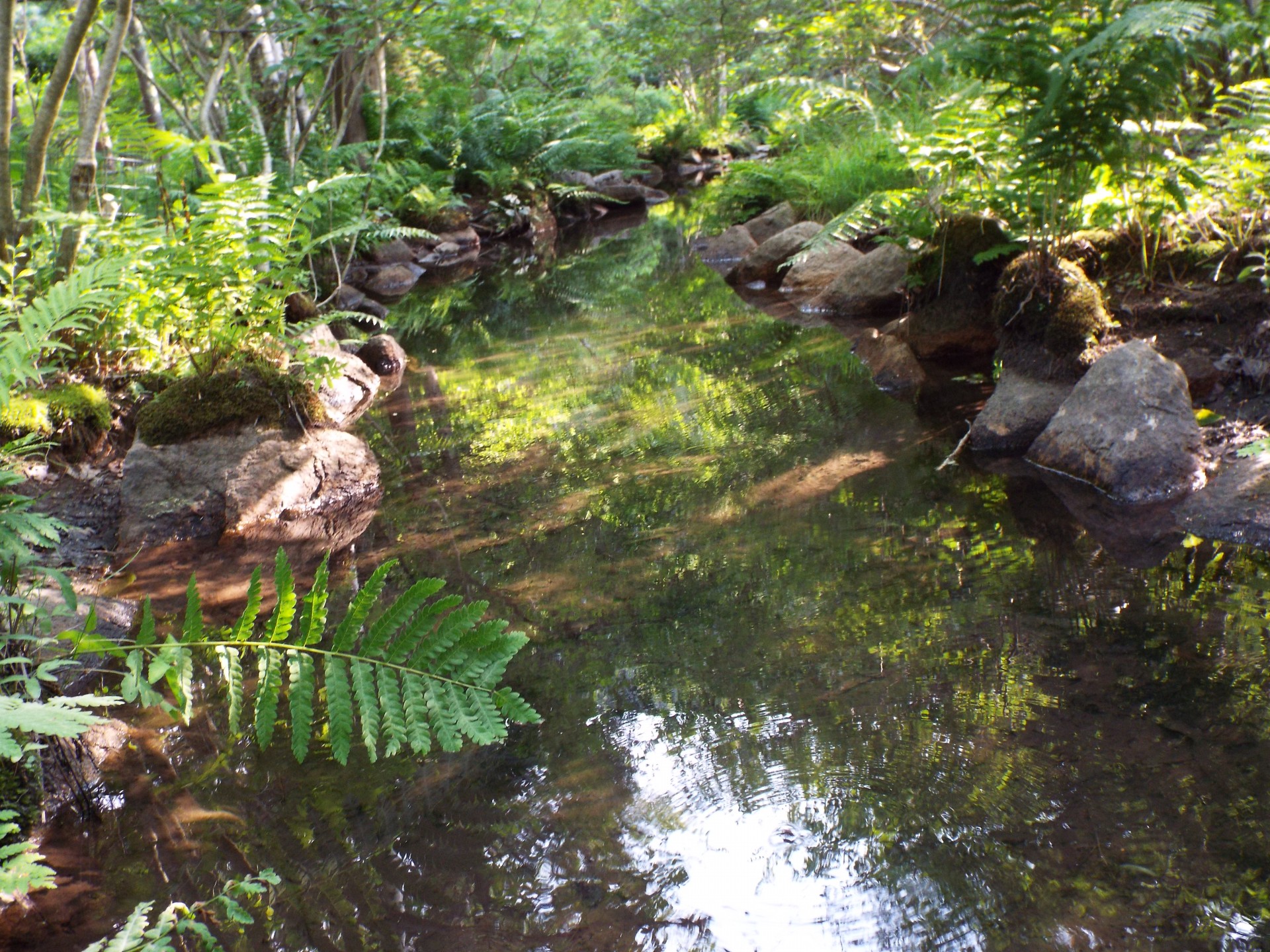 brook stream water free photo