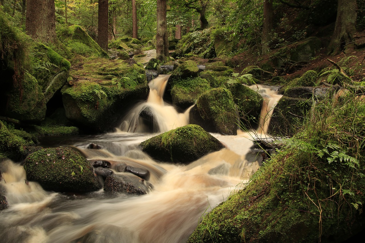 brook trees fast flowing water free photo