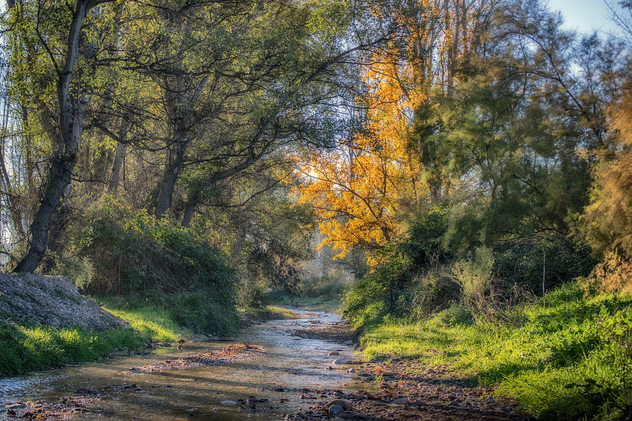 brook  forest  landscape free photo