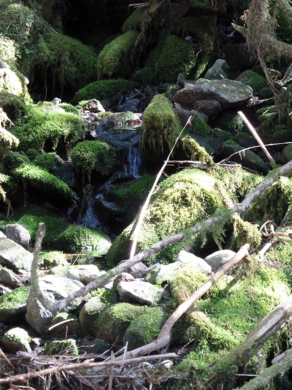 brook moss rock free photo