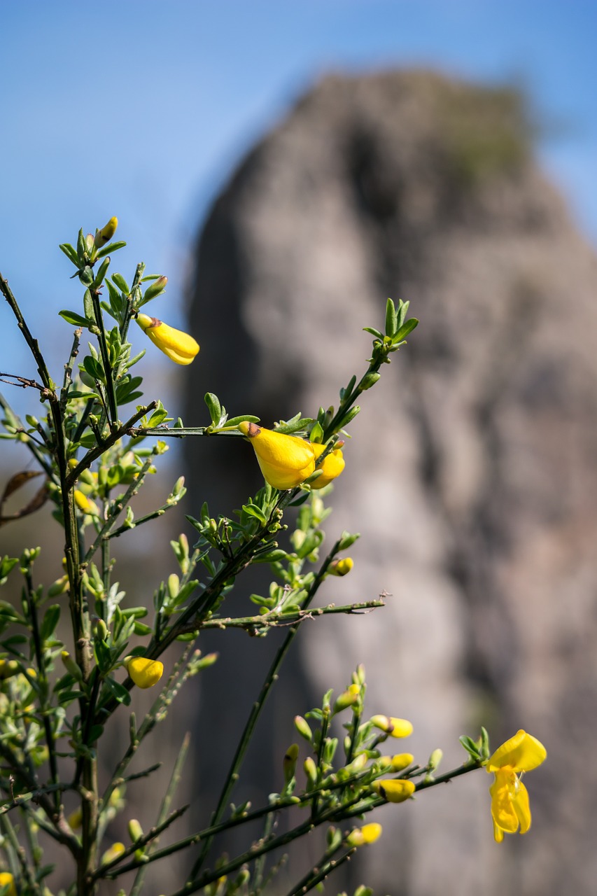 broom rock bud free photo