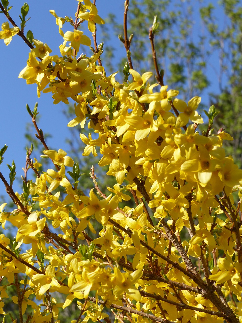 broom flowers yellow free photo