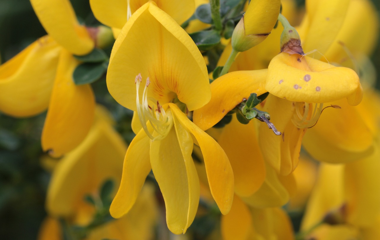 broom genista blossom free photo