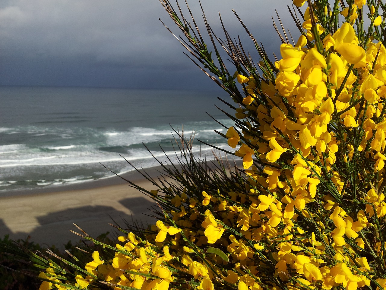 broom sea ocean free photo