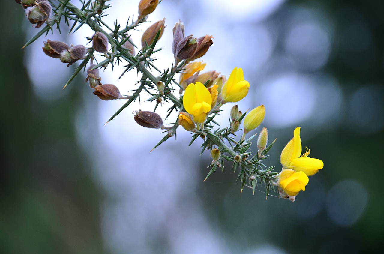 broom flowers yellow free photo