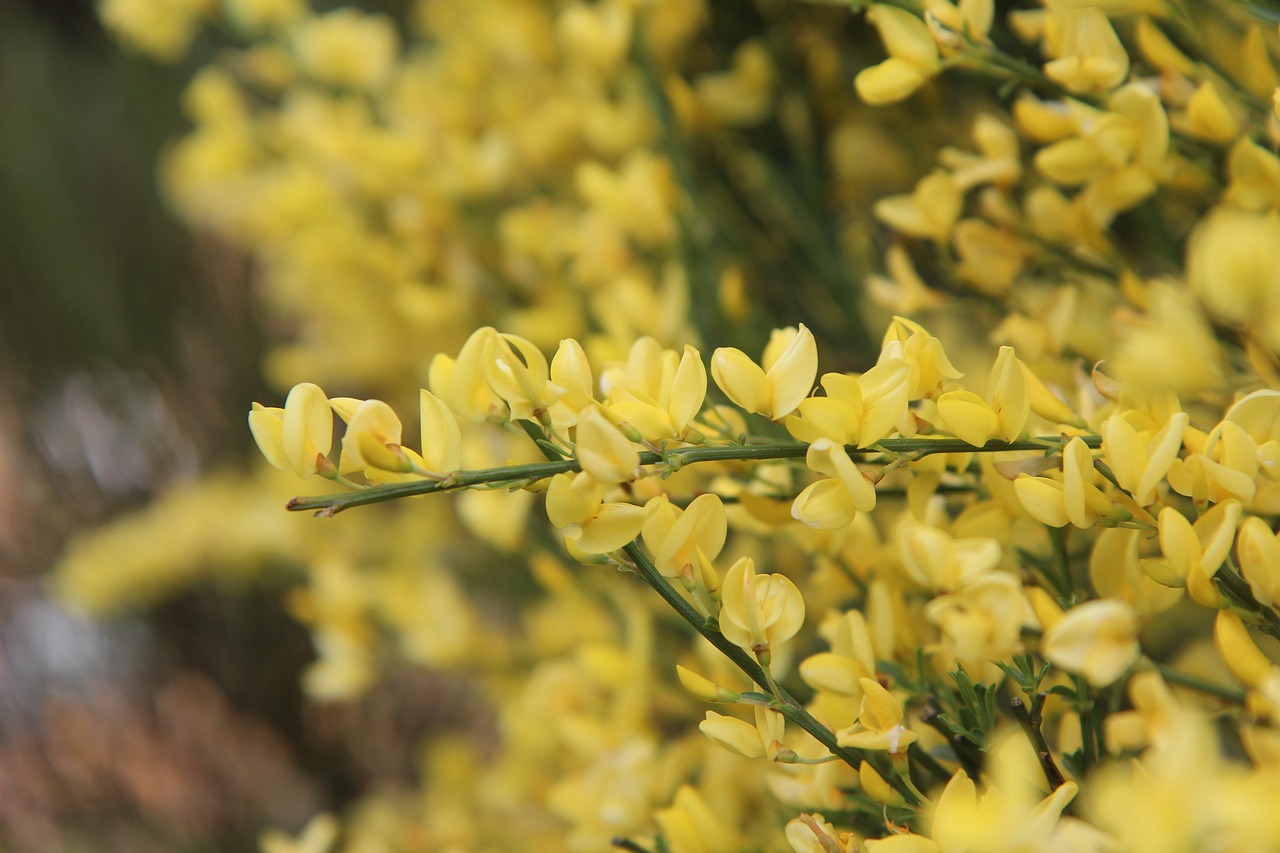 broom  broom yellow  shrub free photo