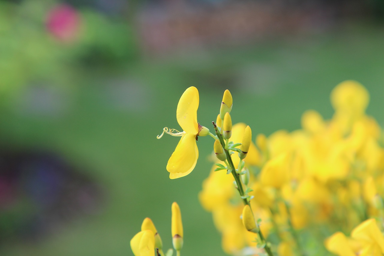 broom  broom yellow  flowers free photo