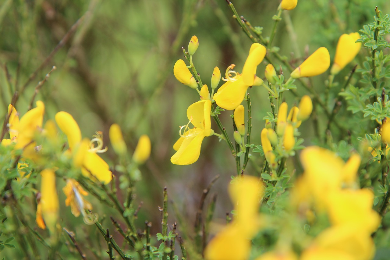 broom  broom yellow  yellow flowers free photo