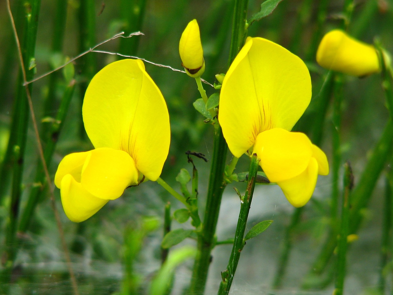 broom yellow light free photo