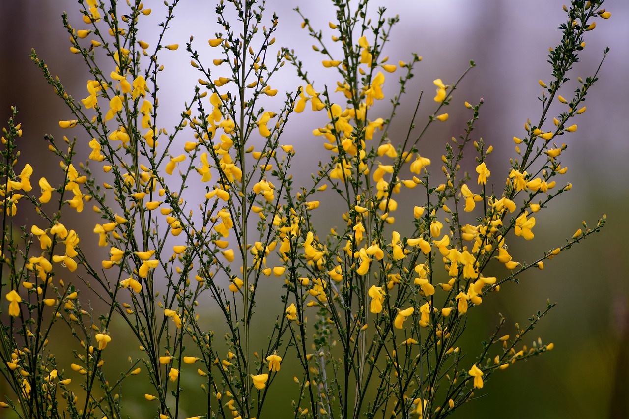 broom  bush  bloom free photo