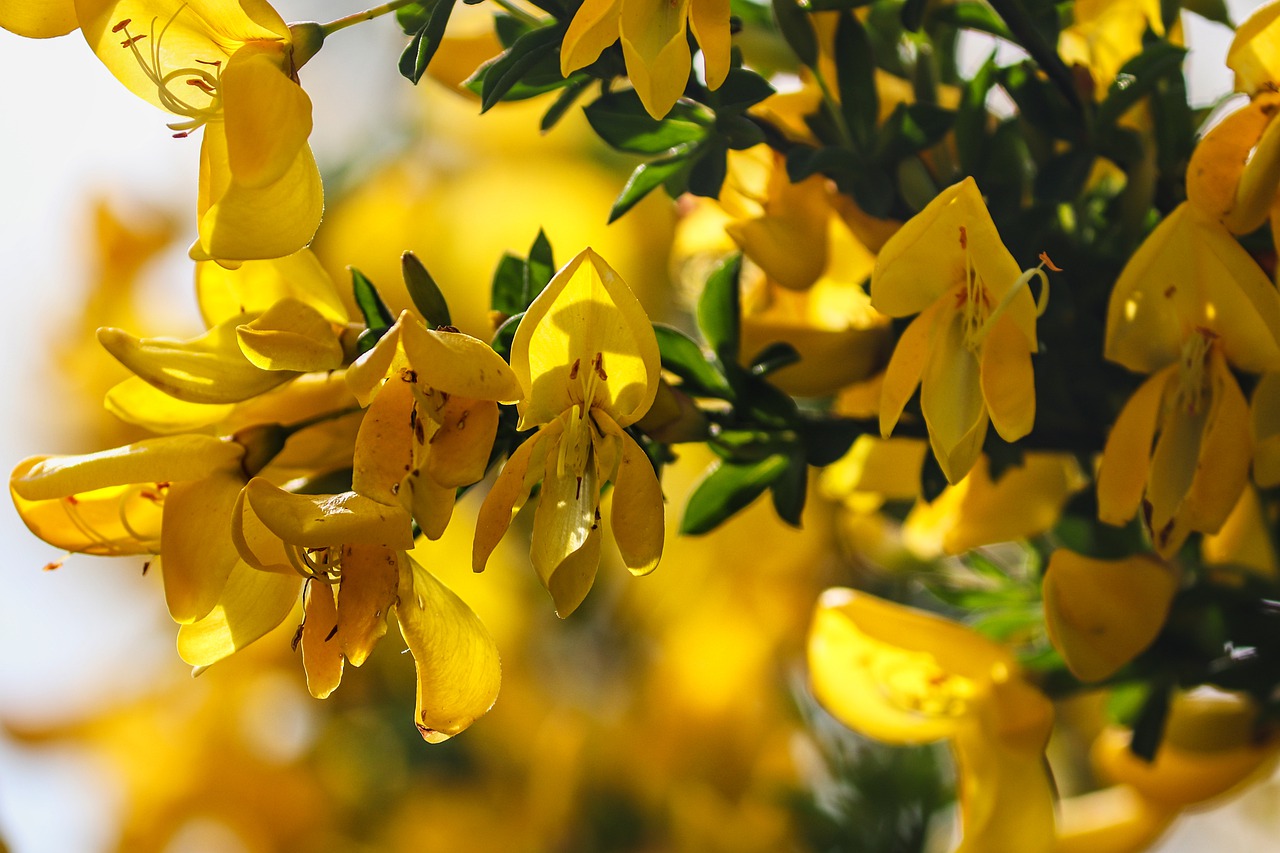 broom  genista  fabaceae free photo