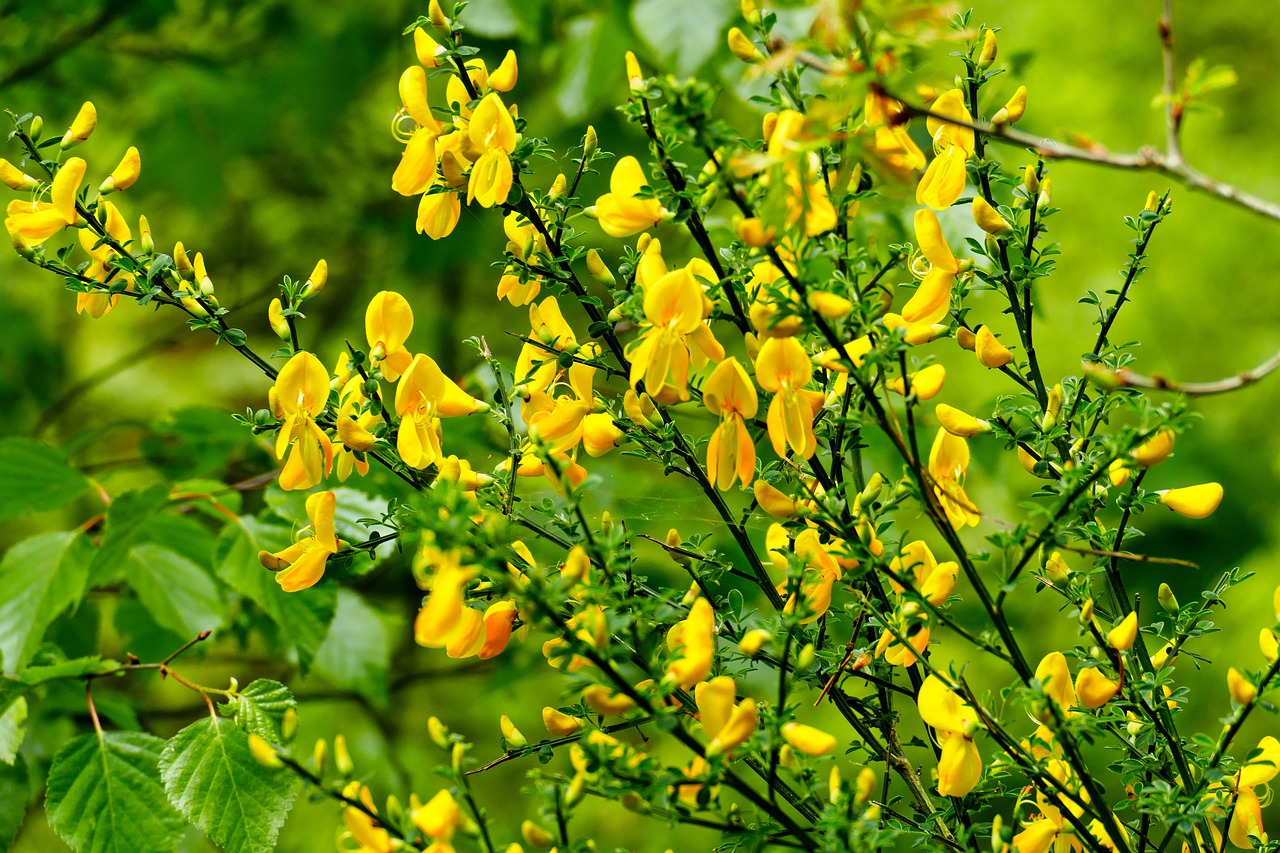 broom  yellow flower  nature free photo