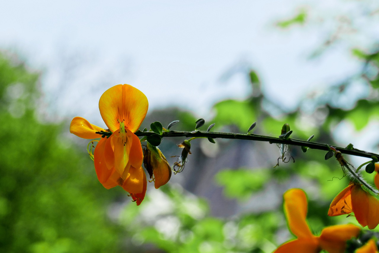 broom  yellow flower  nature free photo