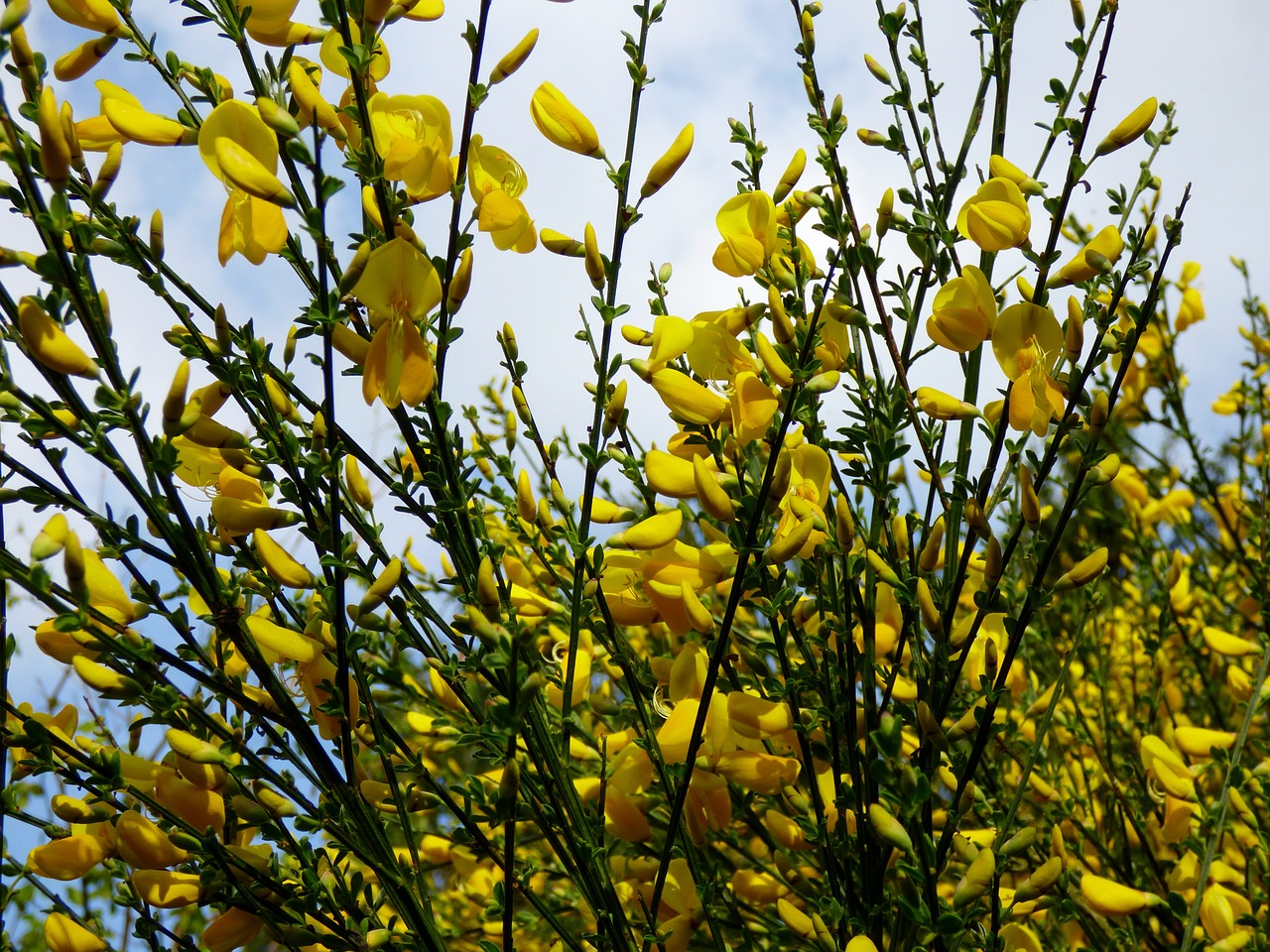 broom bush gorse bush free photo