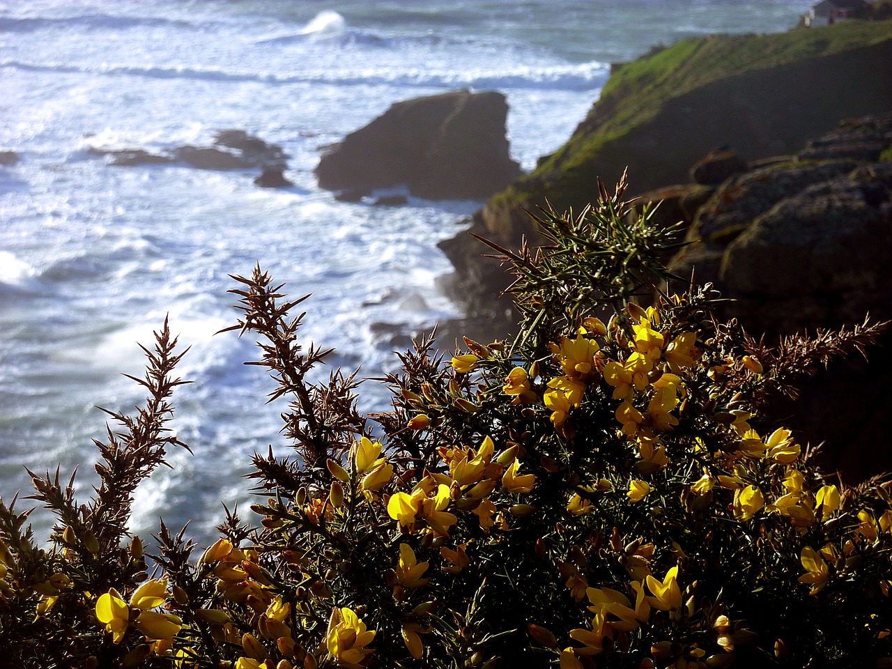 broom coast cliff free photo