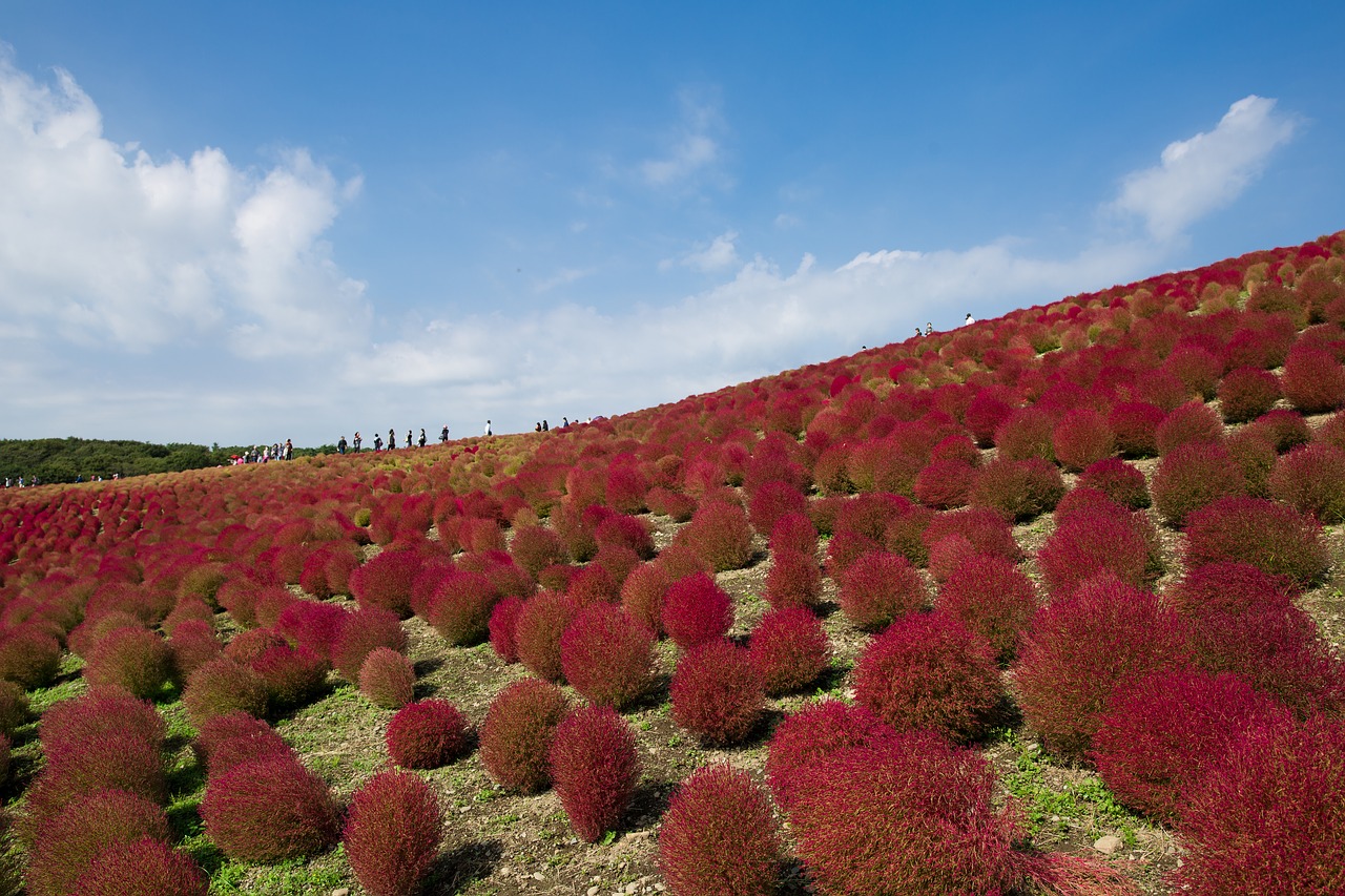 broom grass grass kochia free photo