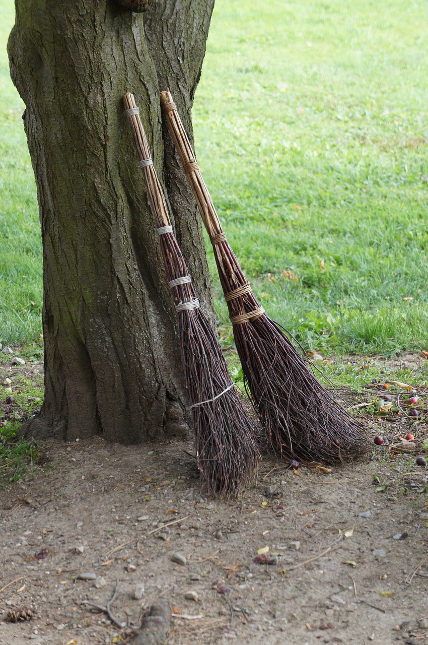brooms tree grass free photo