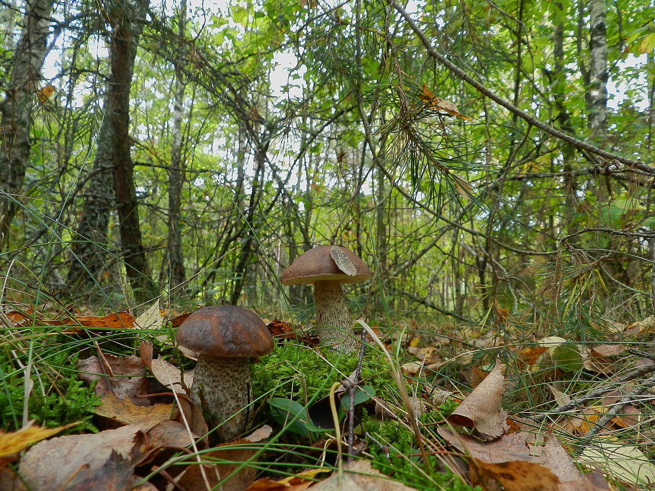 brothers mushrooms boletus free photo