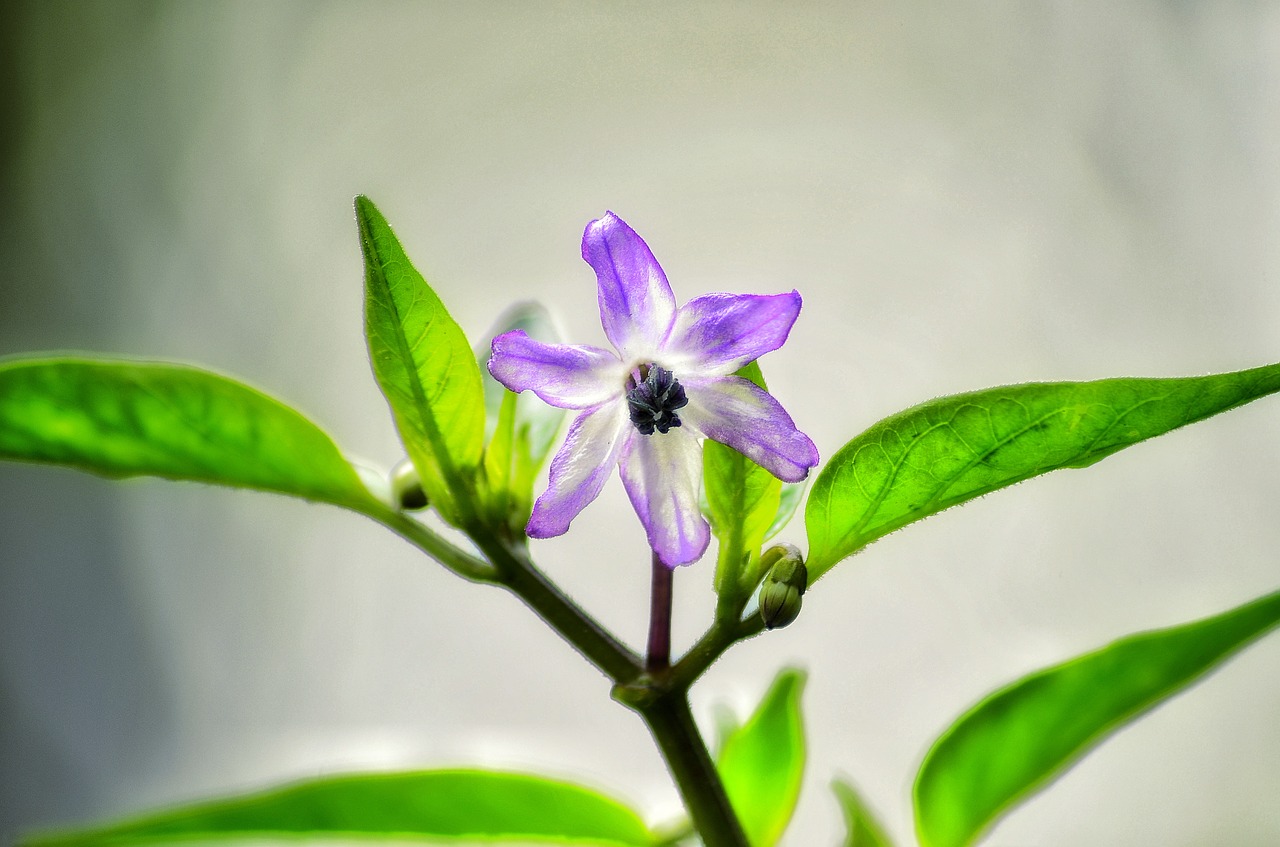 browallia speciosa  flower  on the tree free photo