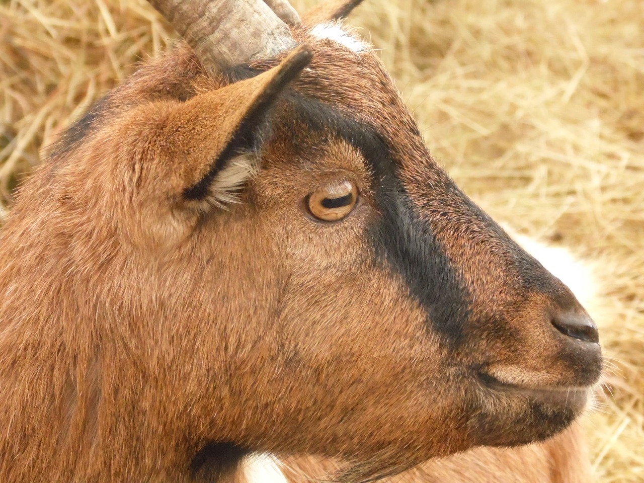 brown goat animal free photo