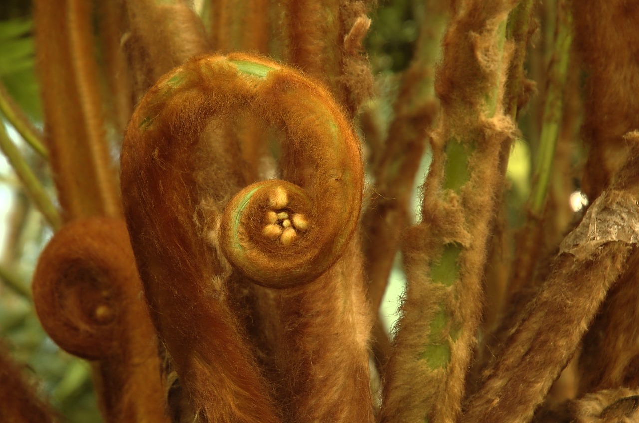 brown fern spring free photo