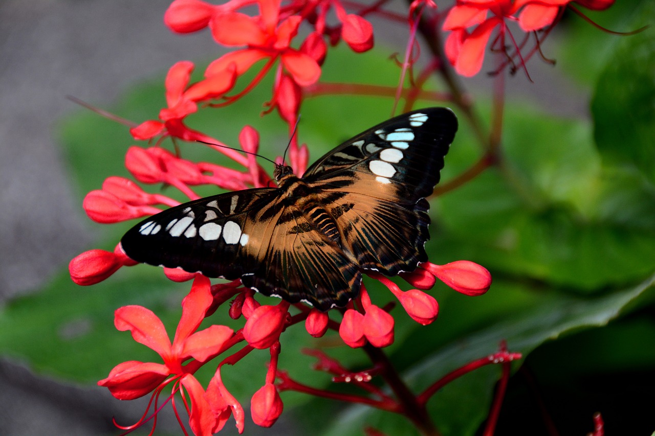 brown clipper butterfly free photo