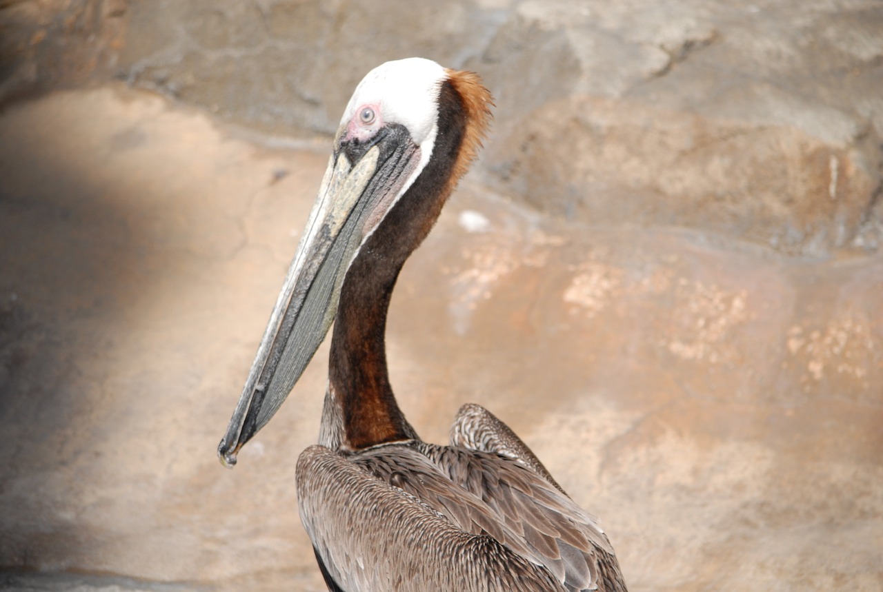 brown pelican bird free photo