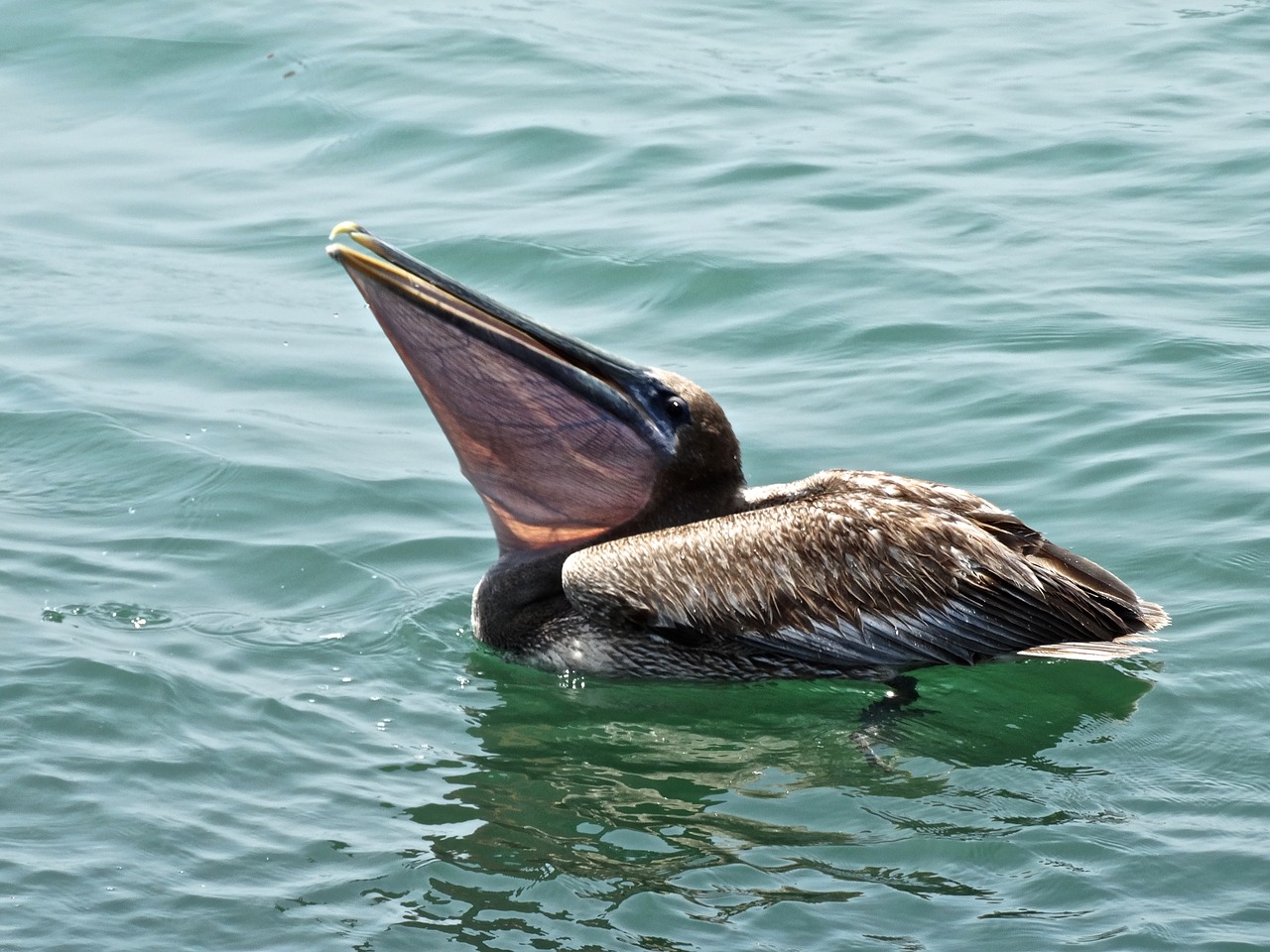 brown pelican ocean free photo