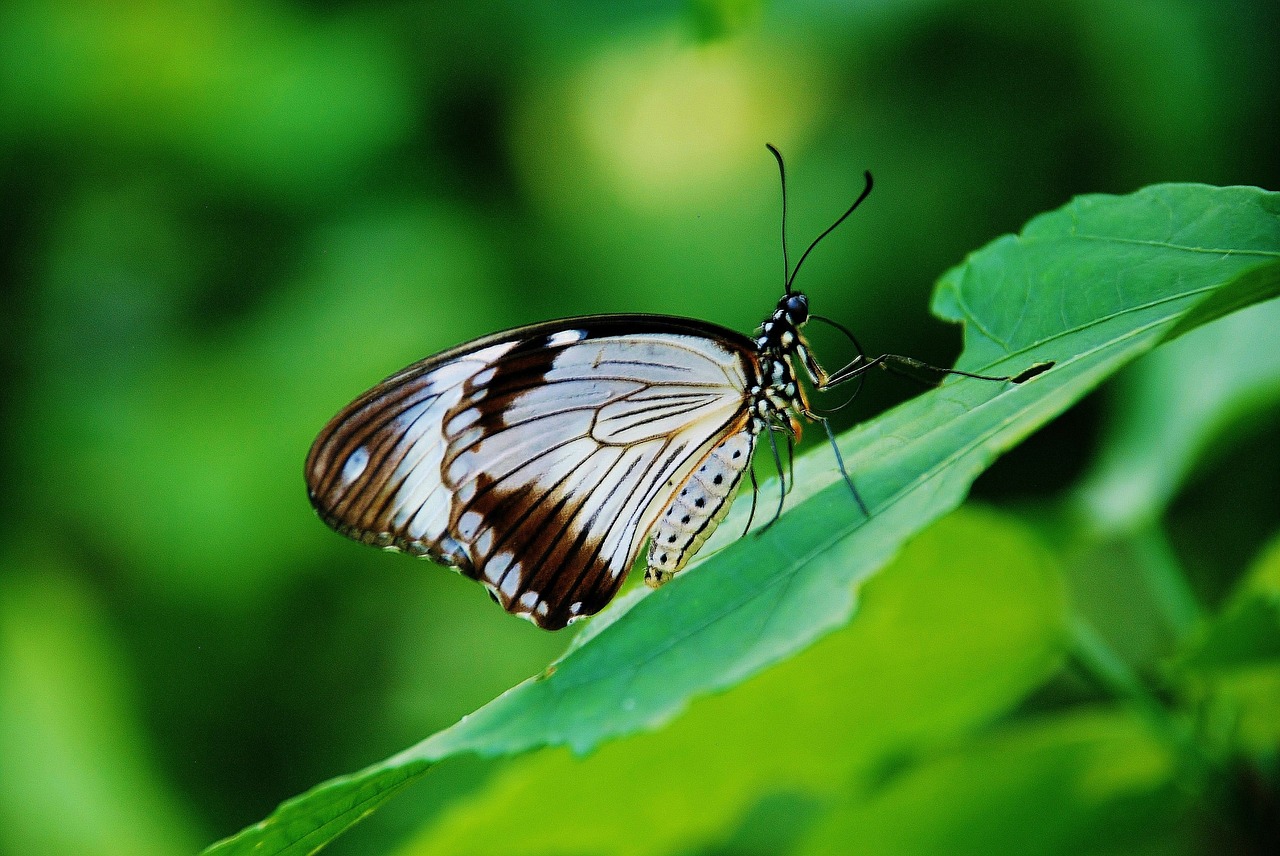 brown white butterfly butterflies free photo