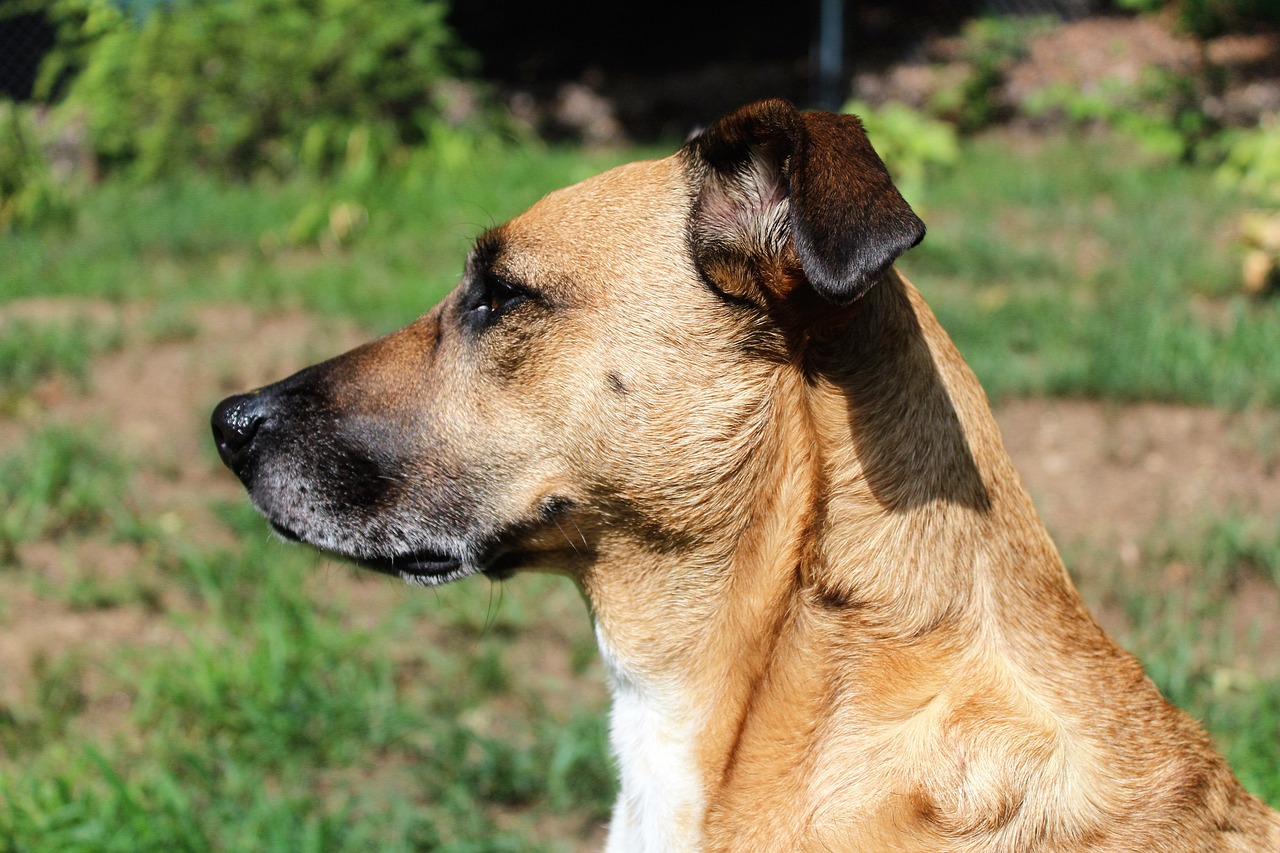 brown dog head pretty free photo