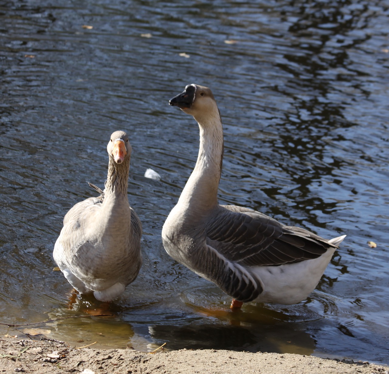 brown geese by water male free photo