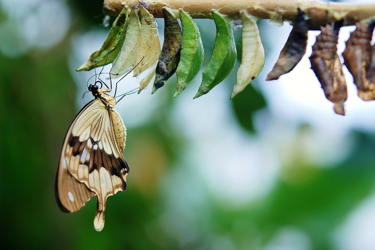 brown white butterfly butterflies free photo