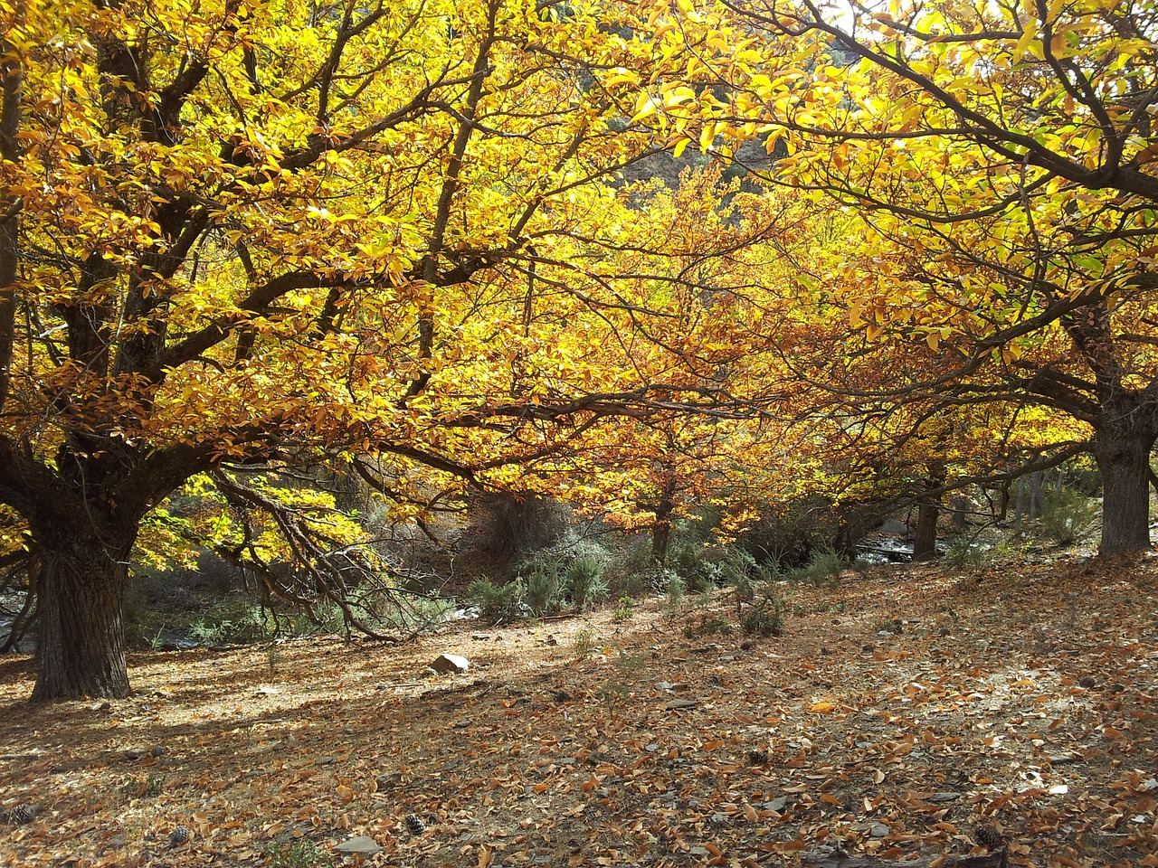 brown autumn nature free photo