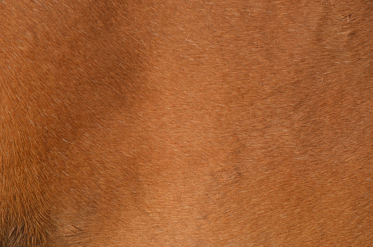 brown pony fur horse free photo