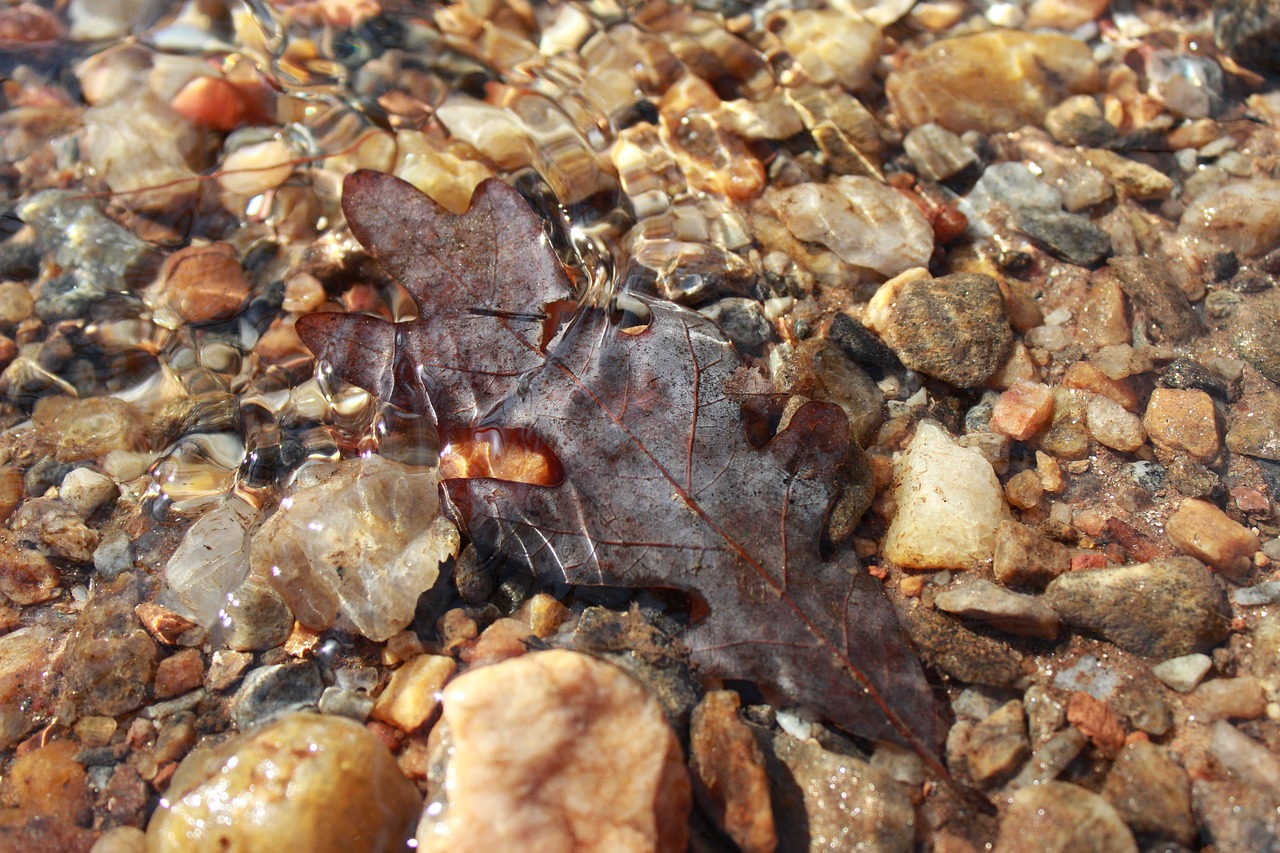 brown autumn water free photo