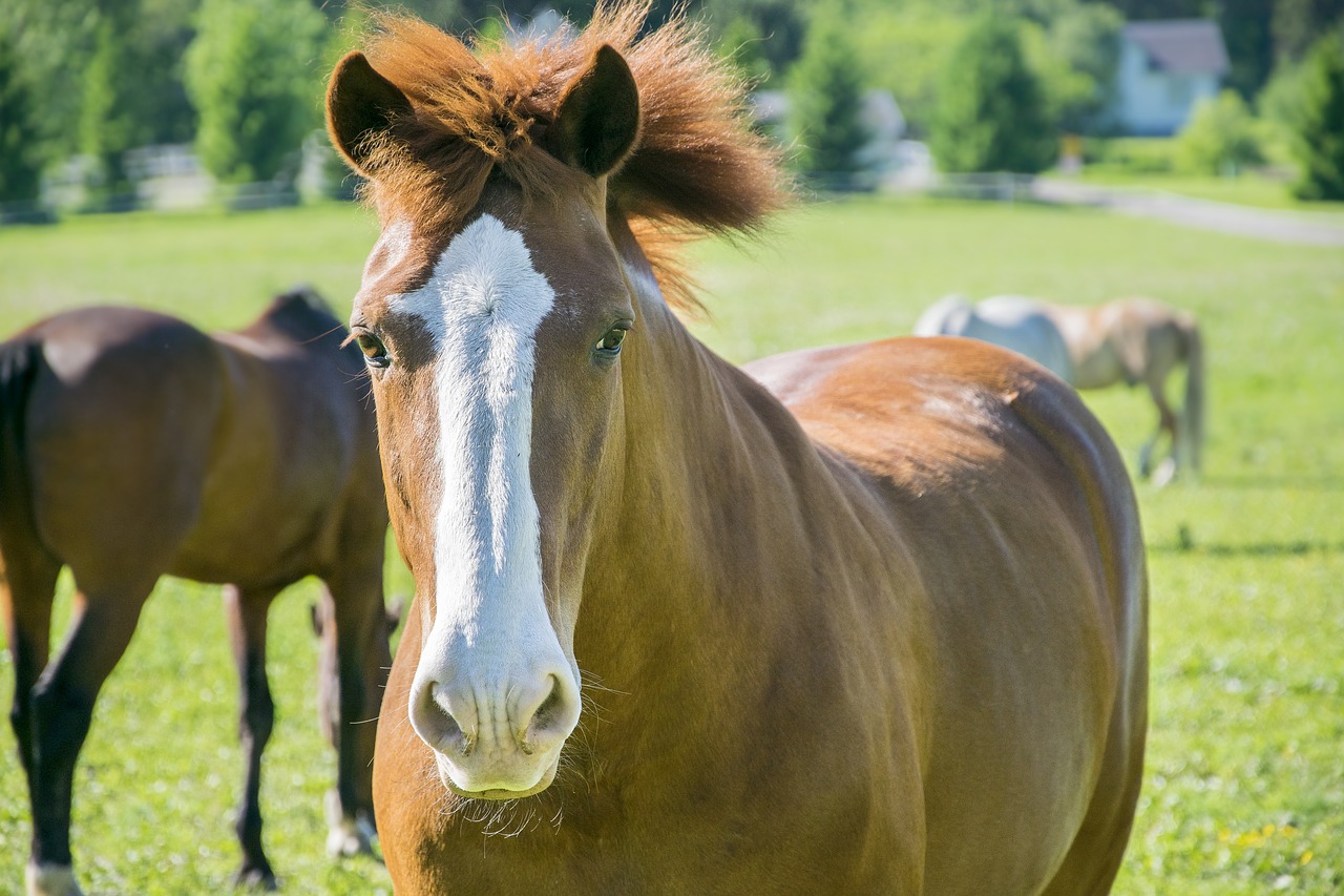 brown horse field free photo