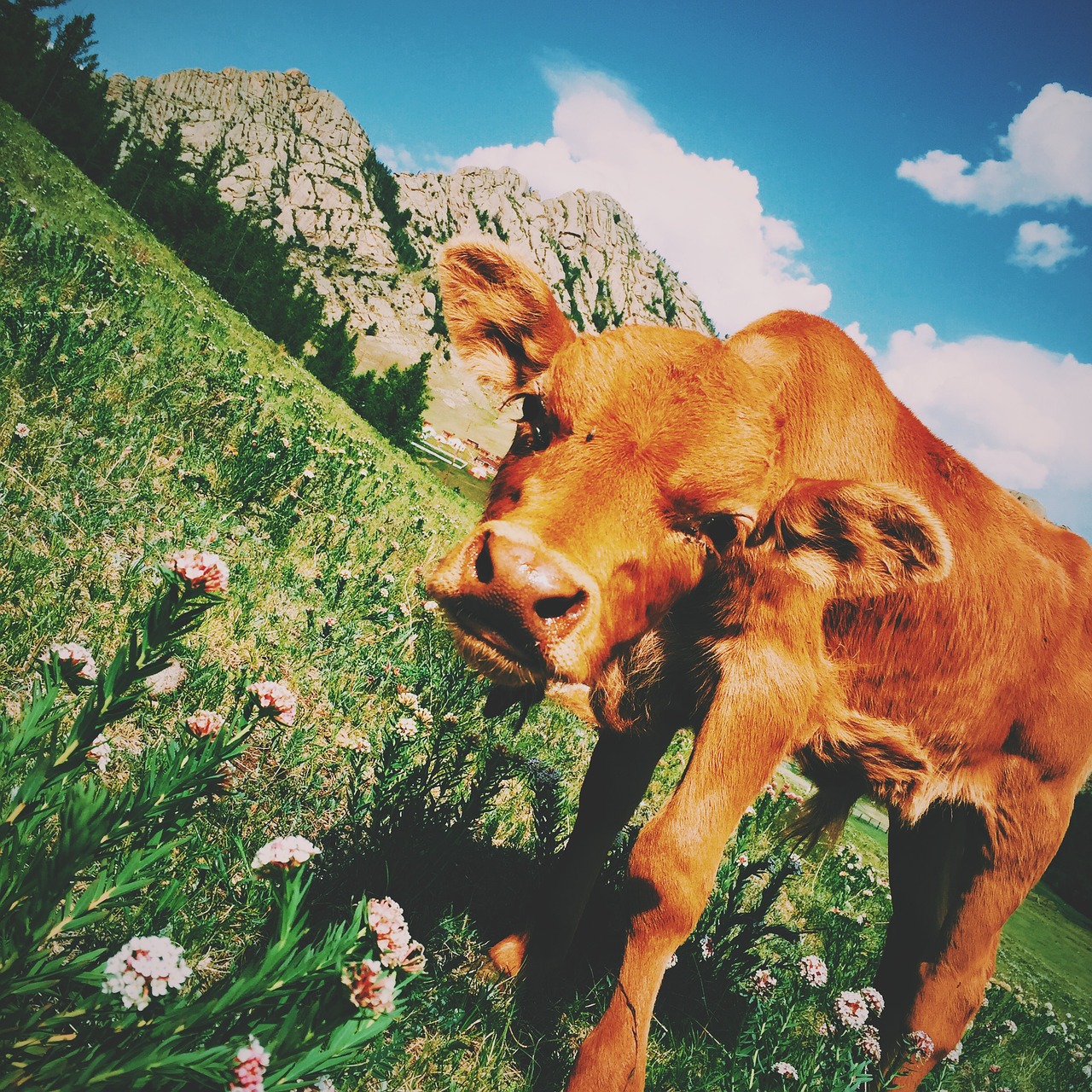 brown calf cattle free photo