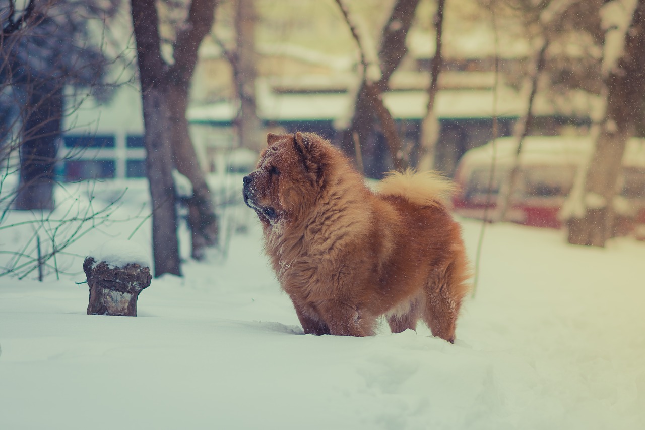 brown dog pet free photo