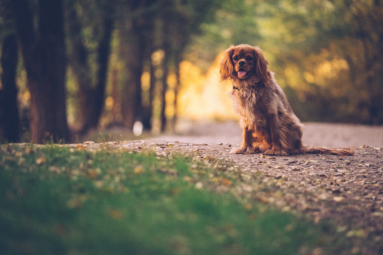 brown hair dog free photo