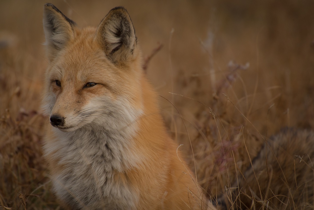 brown fox animal free photo