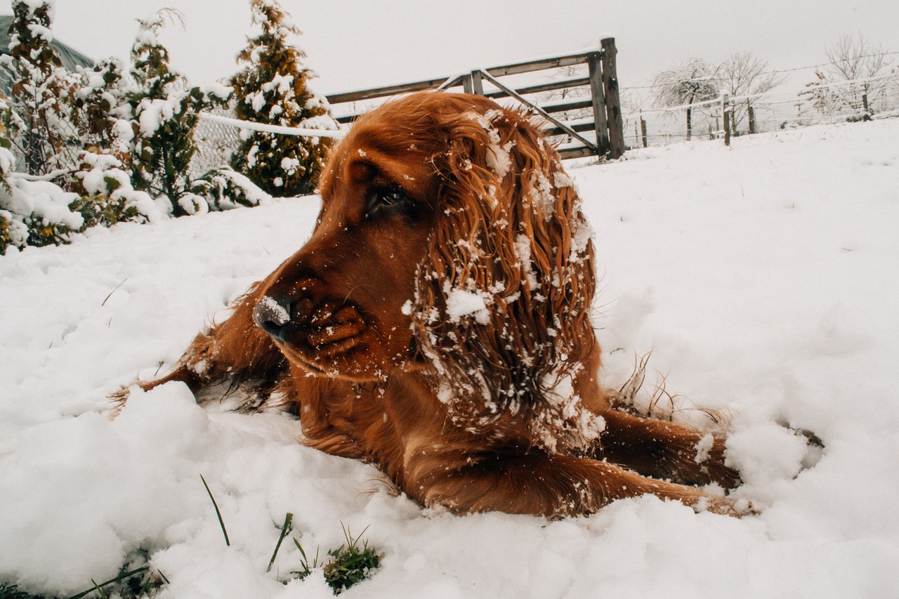 brown dog snow free photo