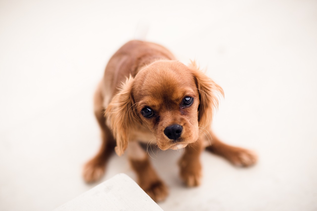 brown dog puppy free photo