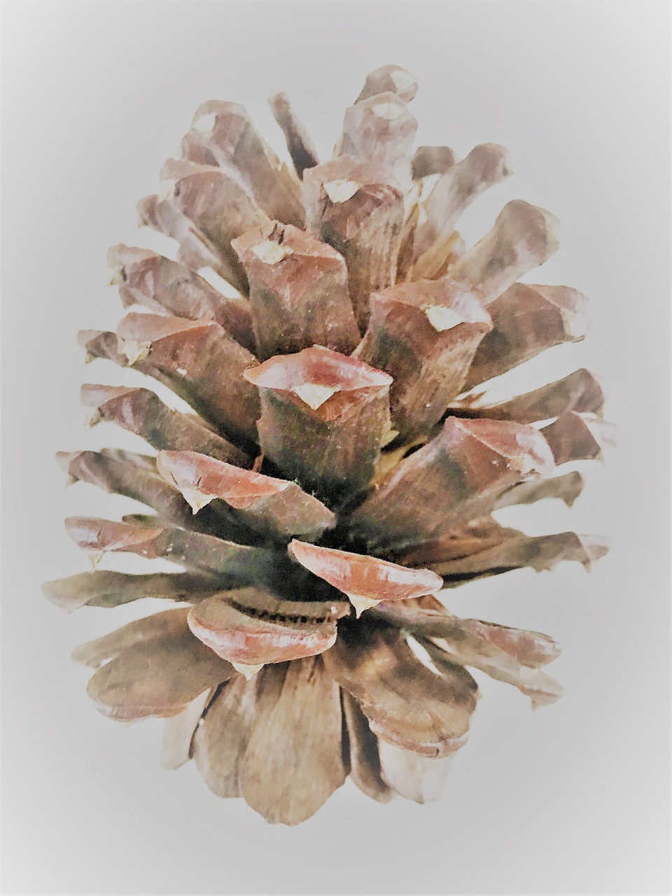 brown pine cone free photo