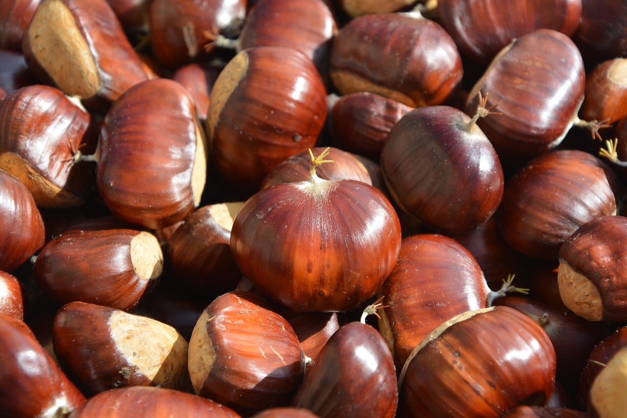 brown chestnuts fall free photo