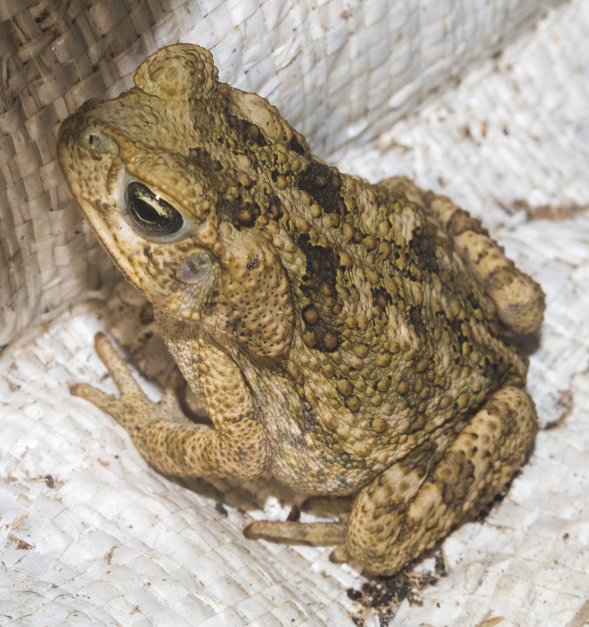 brown  frog  closeup free photo