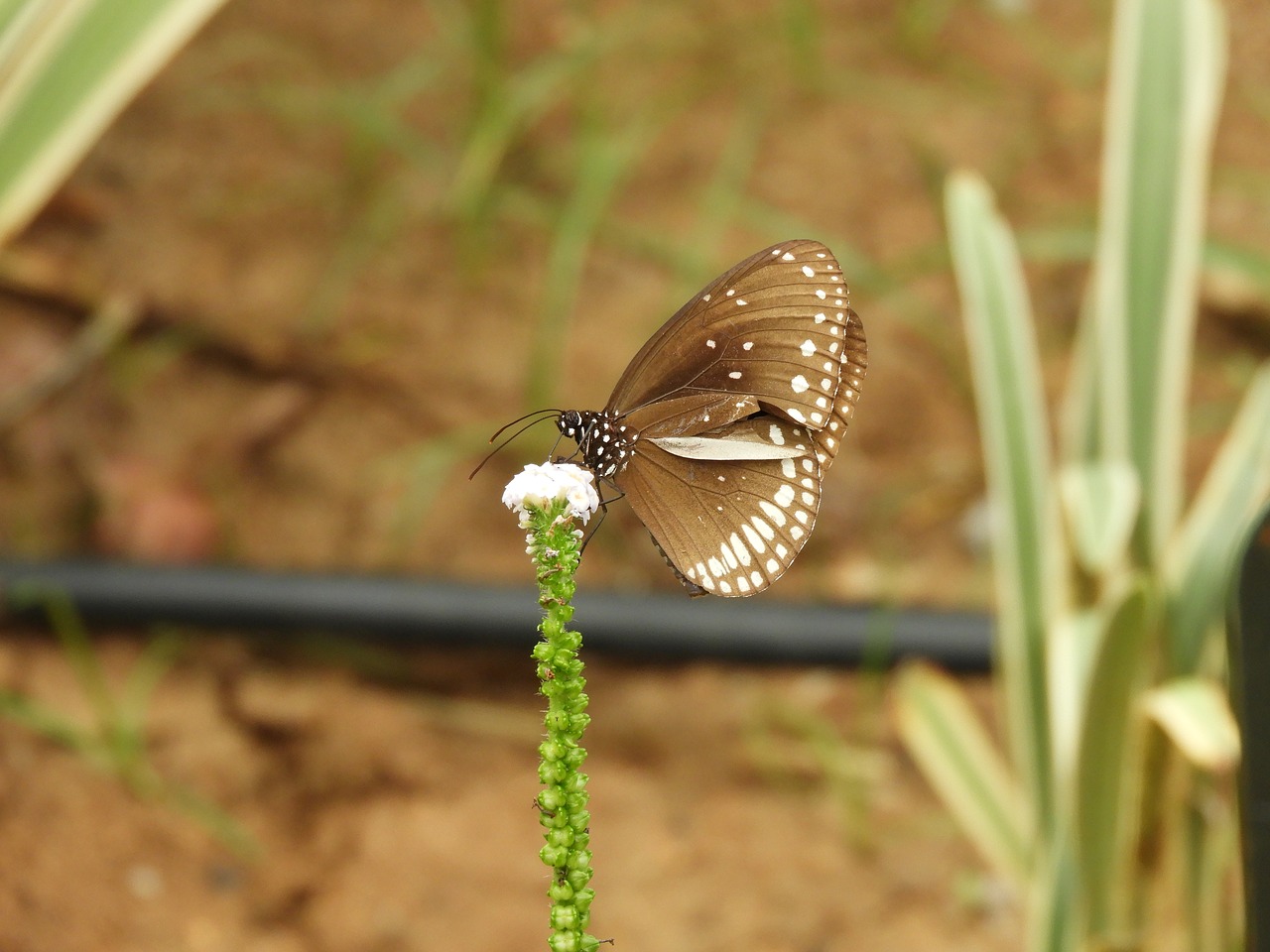 brown  white  butterfly free photo