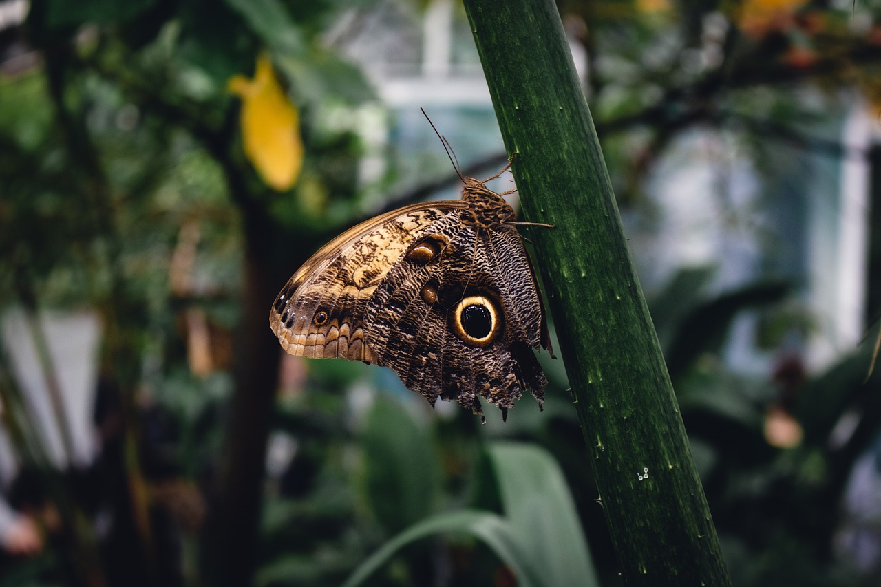 brown  butterfly  nature free photo