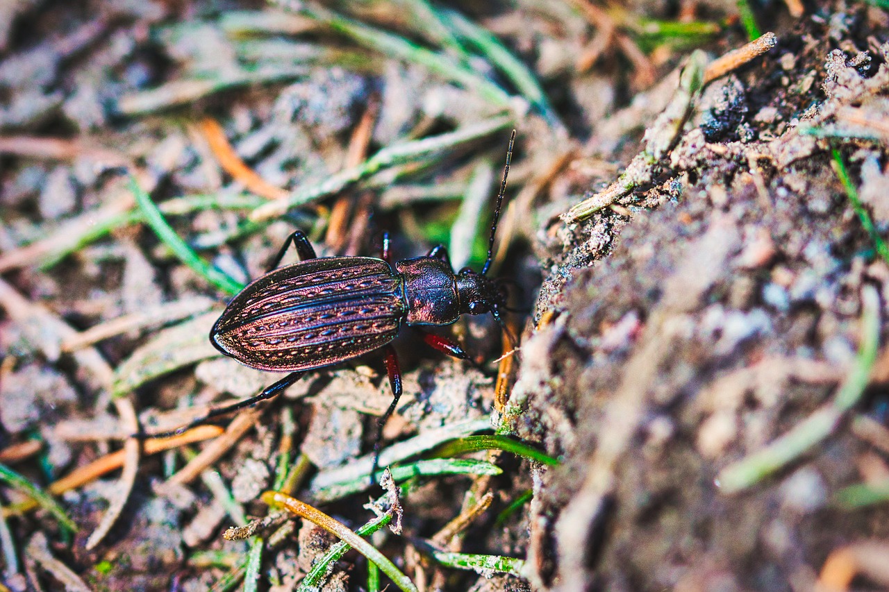 brown  beetle  forest floor free photo