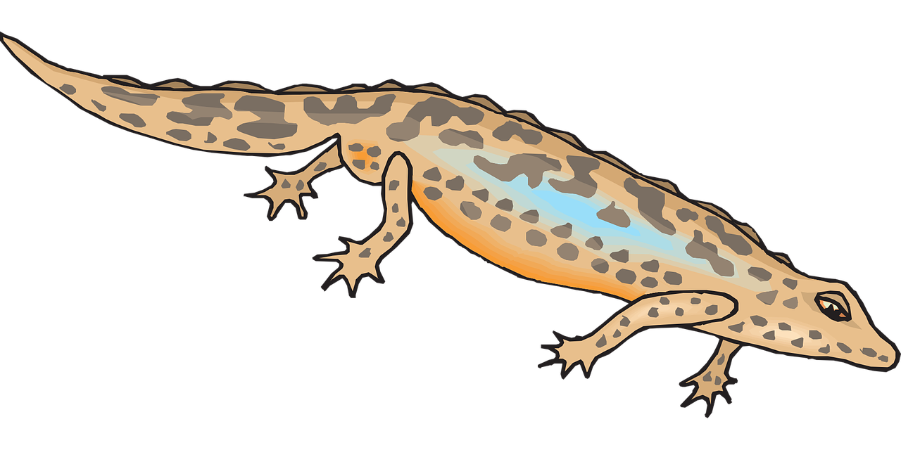 brown blue salamander free photo